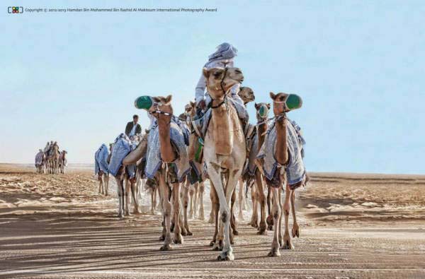 类别︰普通类(阿联酋组)