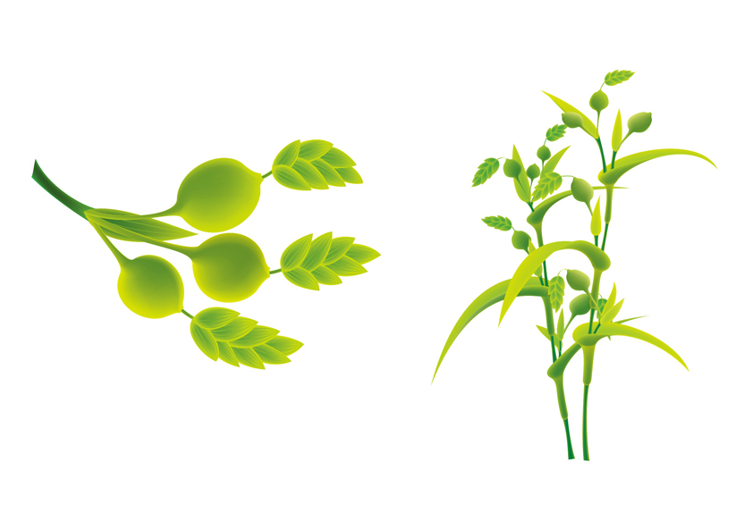 糯薏仁系列绿色食品品牌包装设计 [14P] (2).jpg