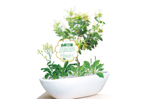 农产品有机大米蔬菜水果食品生太园包装设计盆栽